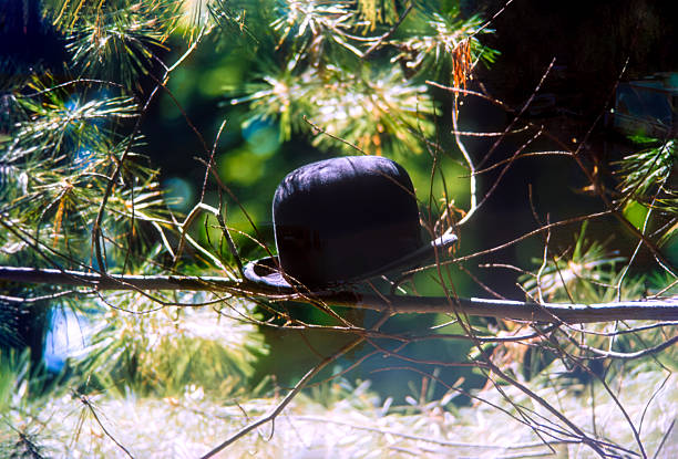 Black bowler hat perched on the branches of a tree. The hat's presence in the tree is unusual, giving it a surreal appearance