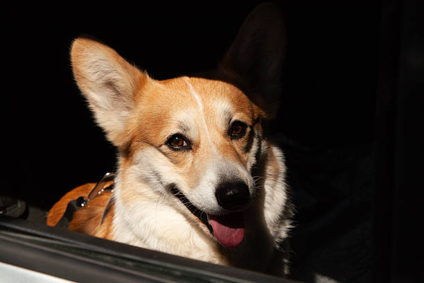 One cute Pembroke Welsh Corgi sits in a car. Copy space for your banner text.