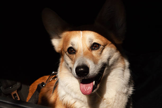 One cute Pembroke Welsh Corgi close-up on a black background with empty space for text.