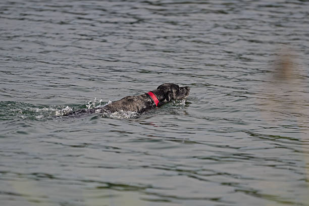 Labrador Retriever at edge of a lake shakes off water after a swim