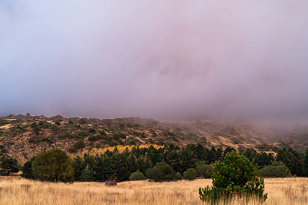 Pine forest on Piano Vetore, Etna. Autumn afternoon, fog envelops the pine forest on Piano Vetore.
