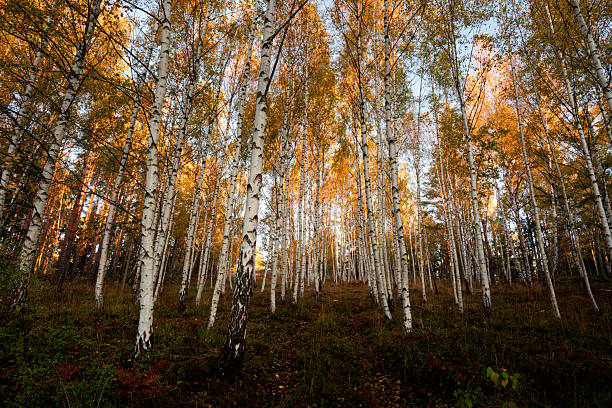 Hiking path through a birch forest, an autumn landscape scene in Sweden