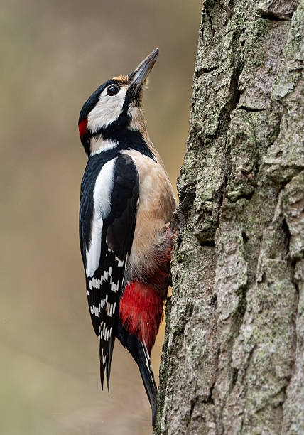 istock Great spotted woodpecker close-up, clinging to a tree 2248272141