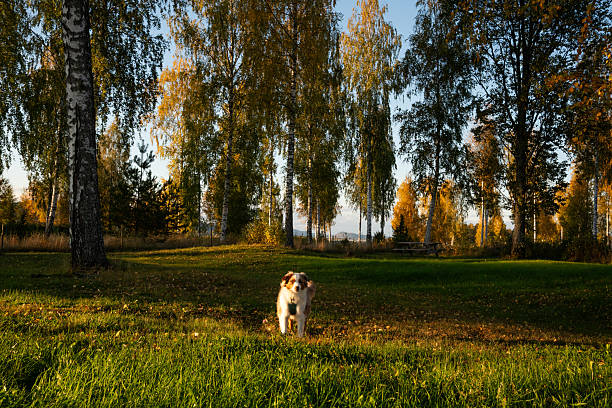 Brown cute happy dog walking in forest in sunny day. Golden retriever mix. This file is cleaned and retouched.