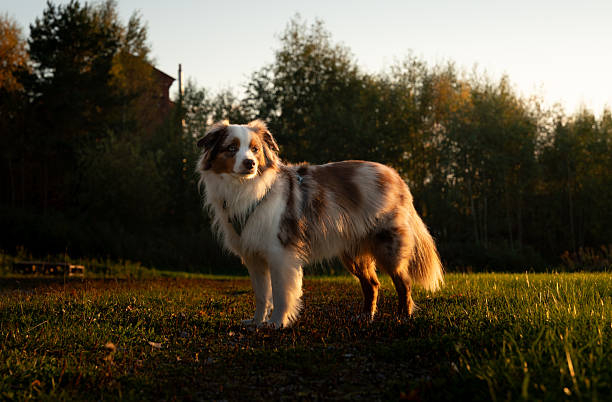 istock Cute red merle mini aussie posing in a meadow at sunset 2248272428