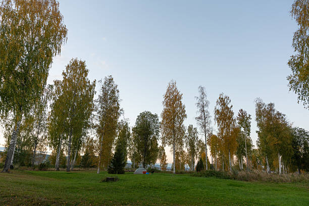 Autumn camping scene in Sweden, with a tent and surrounding birch trees.