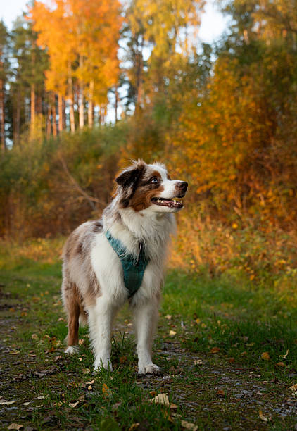 Miniature american shepherd, standing in an autumn-colored forest