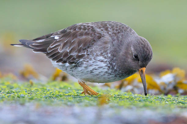 istock Purple sandpiper, calidris maritima, shorebird foraging between rocks 2248273282