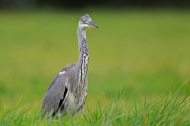 Closeup of a Grey heron, Ardea cinerea, hunting in a meadow