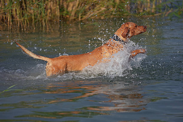 Young beige Eurohound (European sled dog) with a blue collar jumping into water in summer