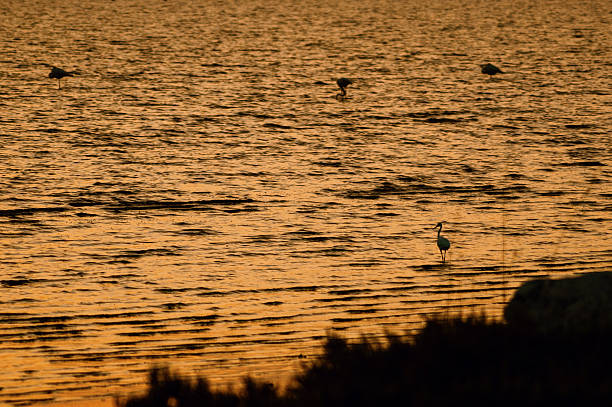 istock Heron Silhouette at Sunset Over Ocean 2248275164