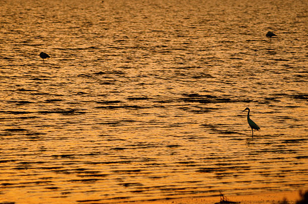istock Heron Silhouette at Sunset Over Ocean 2248275198