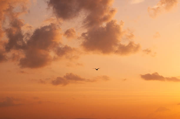 Single seagull silhouette flying against a dramatic cloudy sunset sky with colorful atmosphere