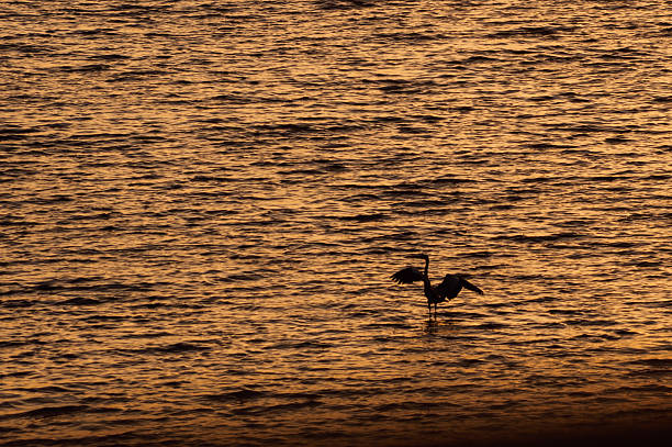 istock Heron Silhouette with Spread Wings at Sunset 2248275332