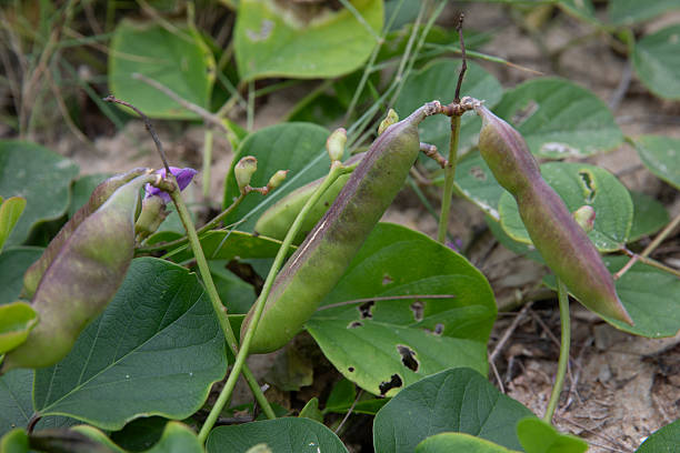 wild pea-Vicia sepium