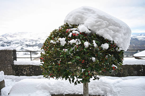 Holly topiary with vibrant red berries standing in a snowy winter landscape
