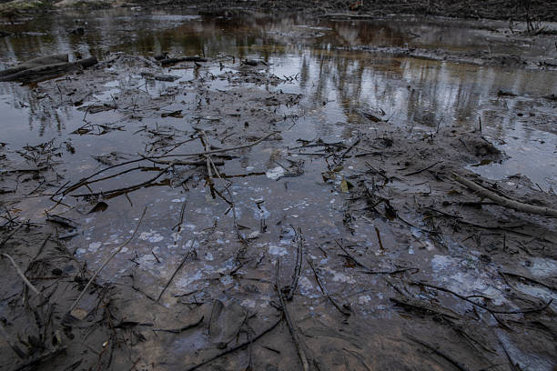 istock polluted swamp pond 2248275623