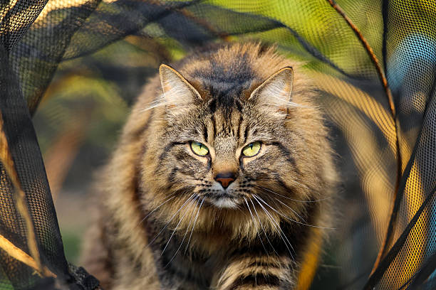 A striking close-up portrait of a long-haired tabby cat, captured mid-stride with a fierce, focused gaze. The golden-green eyes, detailed fur, and shallow depth of field give this image a dramatic, wildlife-style feel—perfect for editorial, nature, and pet-themed collections.