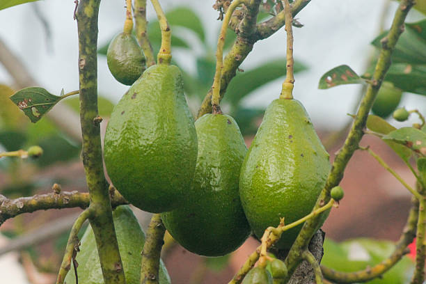 Avocado on plant or Raw avocado on tree fresh product organic farm,Avocado fruit on tree useful for works like brochure, magazine, food business or other industrial