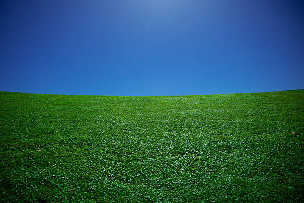 Grass background. Green field. Summer meadow. Spring hill. Grassy lawn. Grass texture. Natural green texture. Sunny grass. Countryside landscape. Pasture pattern. Grassland view. Rural grass