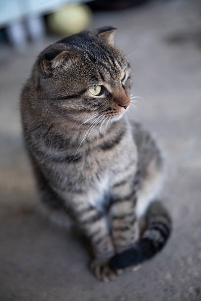 istock Scottish Fold and Chinese Domestic Shorthair mixed breed cat 2248280844