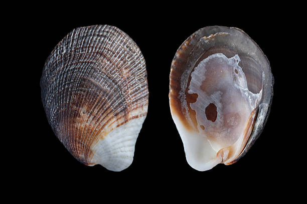 istock Halfround cardita, beguina semiorbiculata 2248281406
