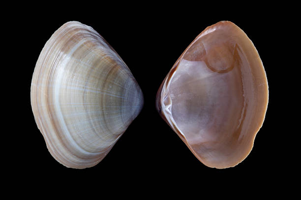 istock Striped tellin, Tellina virgata 2248281423