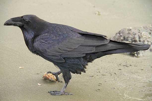 Wild raven foraging on a coastal beach in Tofino, British Columbia, captured near barnacled rocks. A vivid moment of natural behavior highlighting the bird’s glossy plumage and rugged shoreline habitat.
