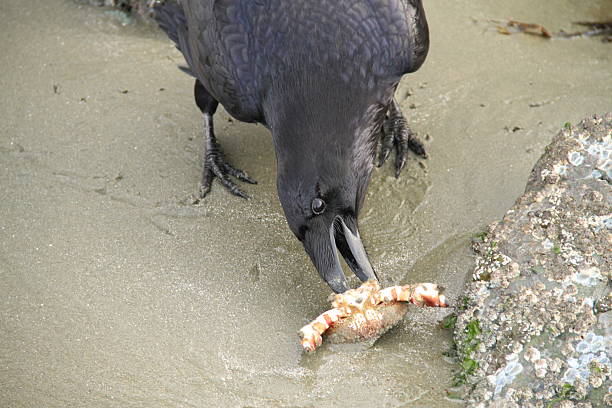 Crow bird looking for food in dirty environment