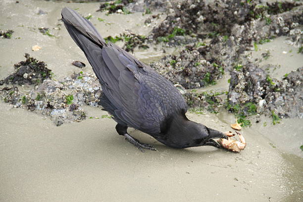 Wild raven foraging on a coastal beach in Tofino, British Columbia, captured near barnacled rocks. A vivid moment of natural behavior highlighting the bird’s glossy plumage and rugged shoreline habitat.