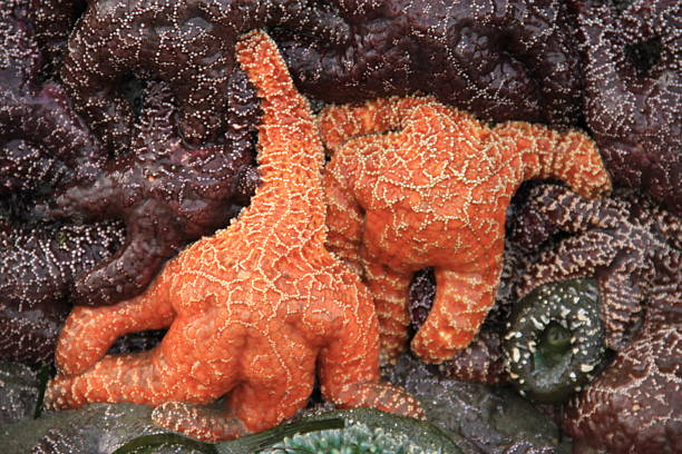 istock Orange Sea Star in Tide Pool 2248283216