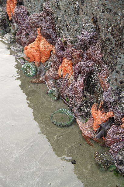 istock Tofino Beach Marine Life 2248283243
