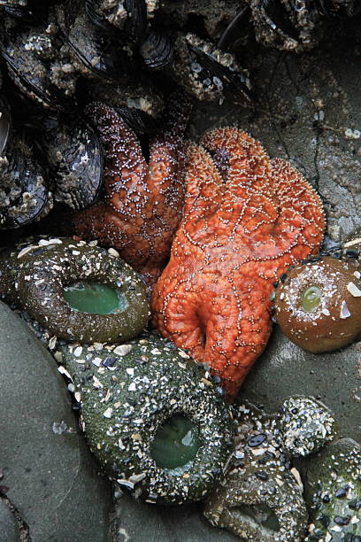 istock Purple and Orange Sea Stars 2248283262