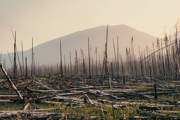 A fire sweeps through a mountain woodland, leaving behind charred remains. Jasper, AB
