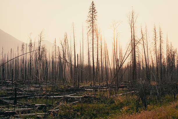 A forest in the aftermath, skeletal trees reach for a hazy, muted sky. Jasper, AB
