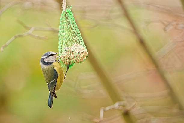blue tit perched on a hanging fat ball feeder. Close-up wildlife scene with soft green background