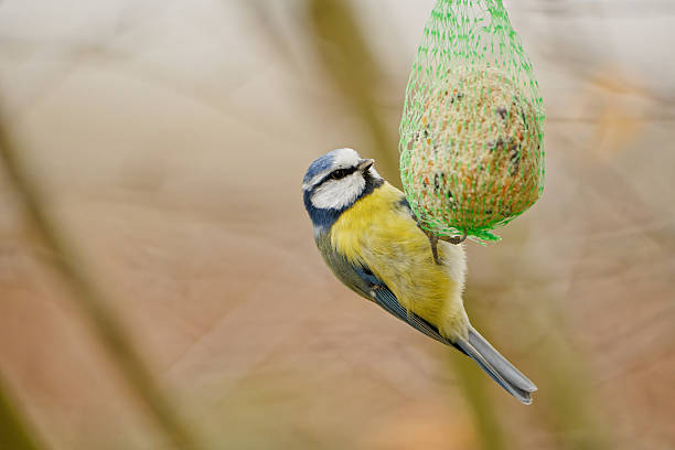 istock Blue tit (Cyanistes caeruleus) feeding on a hanging fat ball in a garden 2248284652