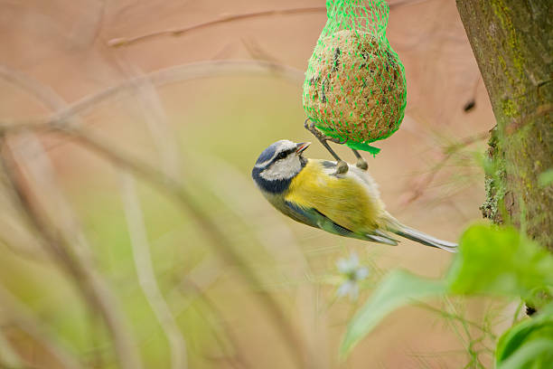 Bluetit, Titmouse, close-up, selective focus