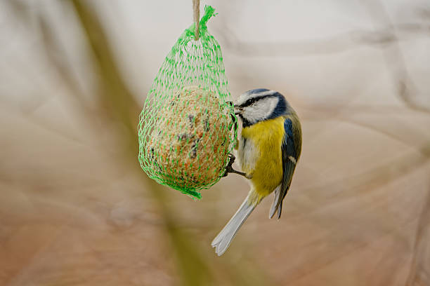istock Blue tit (Cyanistes caeruleus) feeding on a hanging fat ball in a garden 2248284700