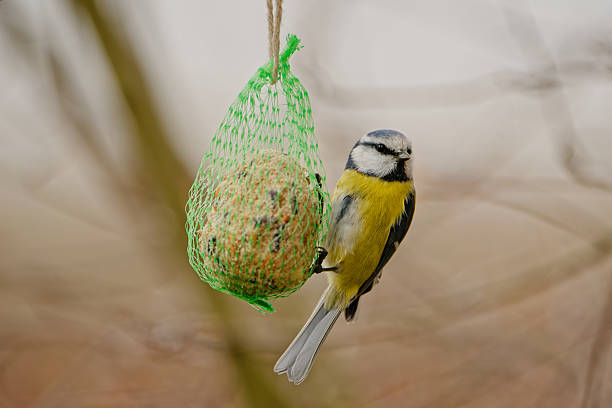 blue tit perched on a hanging fat ball feeder. Close-up wildlife scene with soft green background