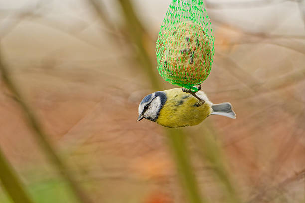 istock Blue tit (Cyanistes caeruleus) feeding on a hanging fat ball in a garden 2248284705