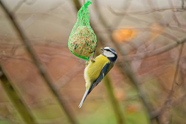 istock Blue tit (Cyanistes caeruleus) feeding on a hanging fat ball in a garden 2248284794