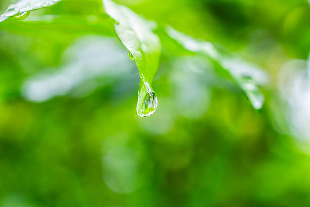 istock rain water drop on green leaf closeup natural background 2248285423