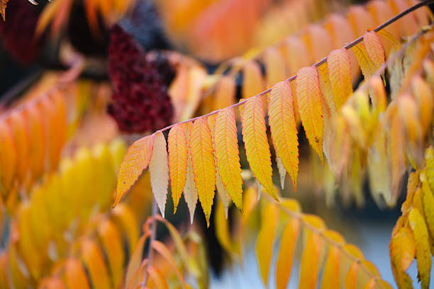 A row of slender sumac leaflets in warm shades of orange and yellow hangs gracefully from a branch. The softly blurred background, featuring rich seasonal colors and a deep red seed cluster, enhances the vivid autumn tones. The scene highlights the delicate structure and atmospheric beauty of fall foliage.