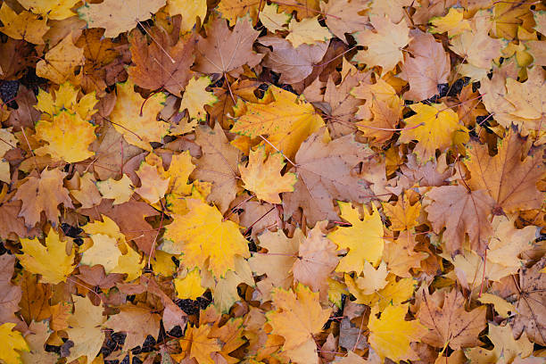istock Autumn maple leaves on forest floor 2248285620