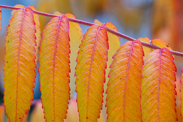 A close-up view of yellow and orange compound leaves displays their fine texture and warm autumn tones. The soft, blurred background highlights the smooth leaf structure and gentle color transitions. The image captures the vivid, atmospheric beauty of seasonal foliage.