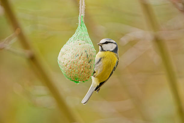 Singing eurasian blue tit (Cyanistes caeruleus) perching on a twig.