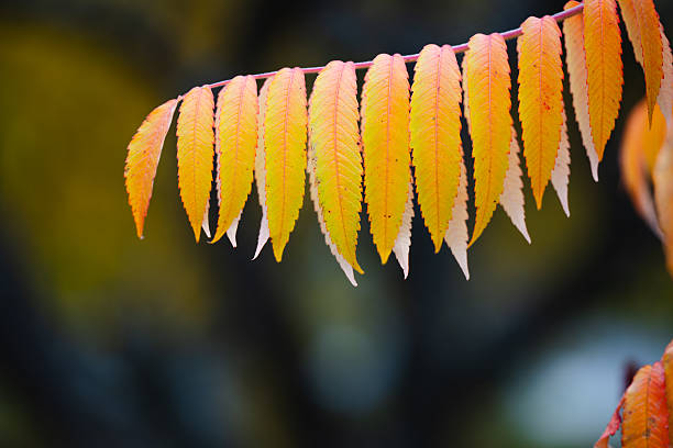 A close-up view of yellow and orange compound leaves displays their fine texture and warm autumn tones. The soft, blurred background highlights the smooth leaf structure and gentle color transitions. The image captures the vivid, atmospheric beauty of seasonal foliage.