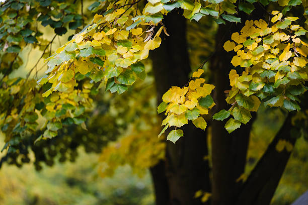 A cluster of yellow and green linden leaves hangs from branches in soft autumn light. The dark tree trunks in the background enhance the warm tones and delicate textures of the foliage. The scene conveys a calm, natural atmosphere and highlights the gentle beauty of fall.