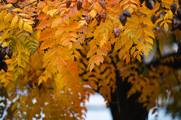 A vibrant display of orange and yellow compound leaves fills the frame, accented by clusters of dark, dry seed pods. The softly blurred background and the shadowed tree trunk enhance the rich seasonal colors. The scene captures the textured, atmospheric beauty of autumn foliage.